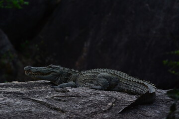The mugger crocodile (Crocodylus palustris), also known as the marsh crocodile, is a medium-sized species with a broad snout.