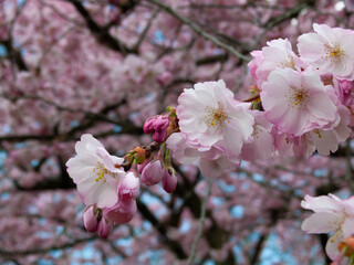 Delicate pink and white cherry blossoms bloom on a branch against a blurred floral background. Beautiful sakura flowers in soft focus. Floral nature scene.