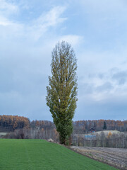 高原の1本の木　北海道