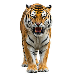 Fototapeta premium Majestic Bengal Tiger Walking Forward with Open Mouth isolated on a transparent background 