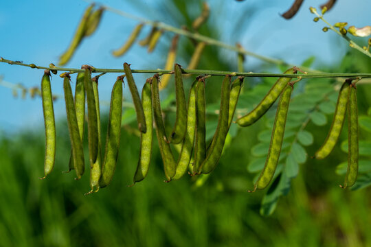 Vicia hirsuta is a species of flowering plant in the pea and bean family Fabaceae.