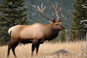 Fototapeta premium A large elk standing on top of a dry grass-covered field, suitable for nature or wildlife-related uses