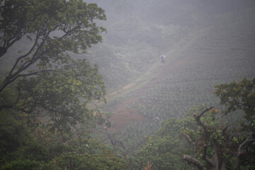 Farm worker navigating misty hillside in early morning