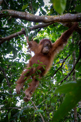 Fototapeta premium Baby orang utan @ Bukit Lawang, Indonesia
