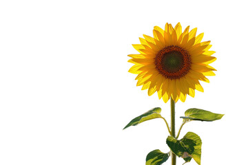 Obraz premium A radiant sunflower reaching for the sun symbolizing hope and resilience in a time of change on transparent background