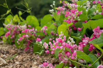 Fototapeta premium Antigonon is a climbing plant (liana) belonging to the Polygonaceae family which originates from Central America.