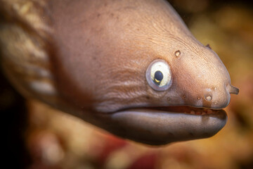 Moray eel eyes @ Weh Island, Indonesia