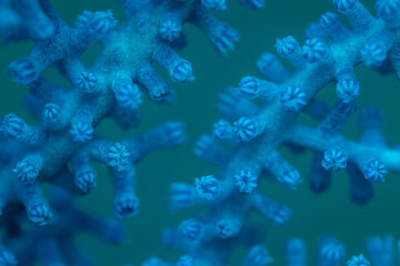 Blue soft corals micro @ Pulau Weh, Indonesia