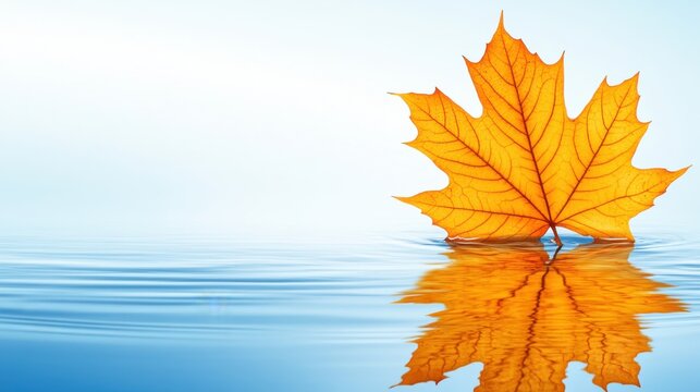 Golden Maple Leaf Floating on Water Surface Reflecting Autumnal Beauty in Studio Shot