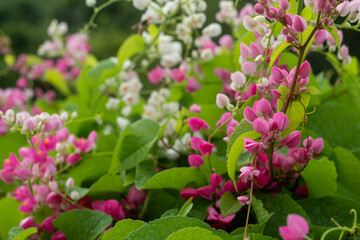 Antigonon is a climbing plant (liana) belonging to the Polygonaceae family which originates from Central America.