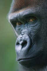 Fototapeta premium Close Up of a Gorilla's Face in Profile, Showcasing Wildlife Conservation and the Beauty of Nature : Generative AI