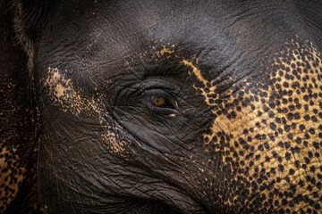 Elephant eye @ Tangkahan, Indonesia