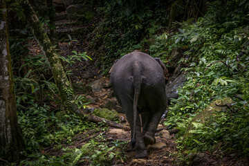 Elephant @ Tangkahan, Indonesia