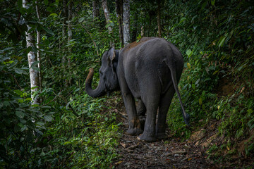 Elephant @ Tangkahan, Indonesia