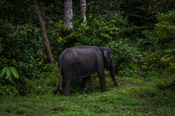 Elephant @ Tangkahan, Indonesia