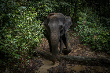 Elephant @ Tangkahan, Indonesia