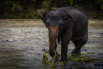 Elephant @ Tangkahan, Indonesia