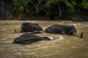 Elephant @ Tangkahan, Indonesia