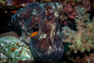 Black ctopus @ Weh Island, Indonesia