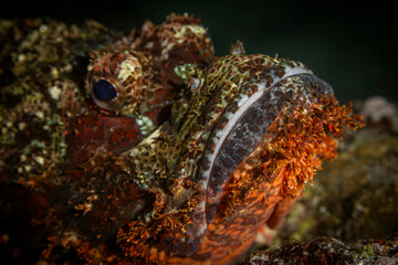 Red scorpion fish @ Pulau Weh, Indonesia