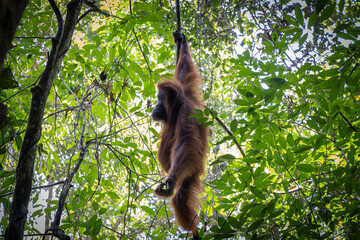 Orang utan @ Bukit Lawang, Indonesia