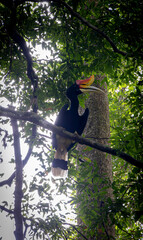 Hornbill @ Bukit Lawang, Indonesia
