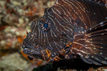 Beautiful lion fish @ Pulau Weh, Indonesia