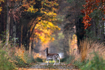 Daniel dama dama © Sporywildlife