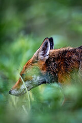 lis rudy © Sporywildlife