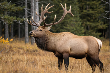 Fototapeta premium A large elk standing in the middle of a forest, suitable for outdoor or wildlife scenes