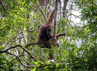 Male Oerang utans @ Bukit Lawang, Indonesia