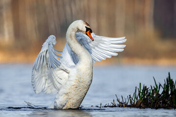 Łabędź Niemy © Sporywildlife