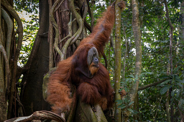 Giant orang utans @ Bukit Lawang, Indonesia