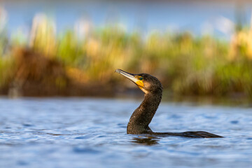 Kormoran