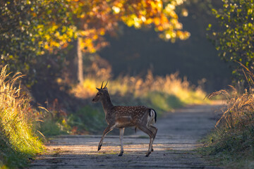 Daniel dama dama © Sporywildlife