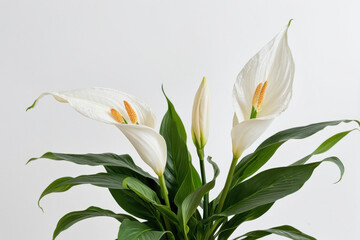 Obraz premium A small potted plant with white flowers sits on a table, ready to be admired