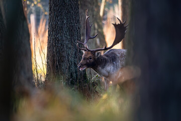 Daniel dama dama © Sporywildlife