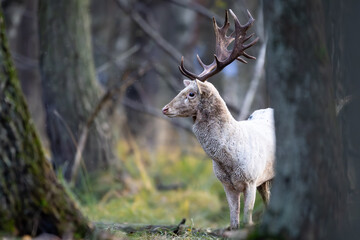 Daniel dama dama © Sporywildlife