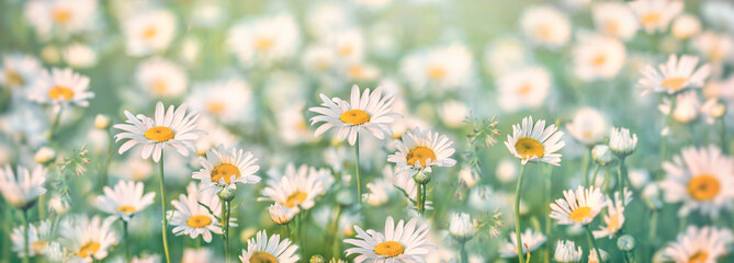 Field of daisies, daisy flowers in meadow, beautiful landscape in spring