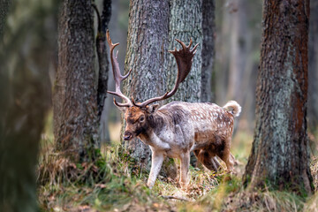 Daniel dama dama © Sporywildlife