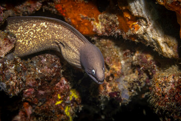 Moray eel @ Pulau Weh, Indonesia