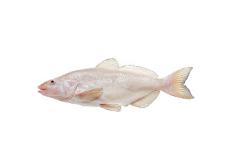 Fresh raw pangasius