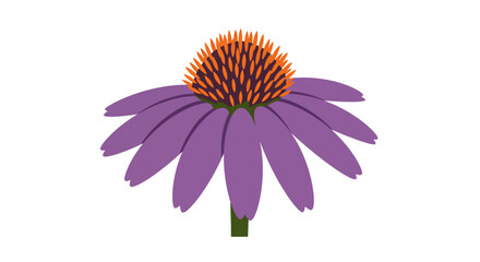 Purple Coneflower Illustration