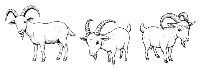 goats realistic livestock animals engraving sketch vector