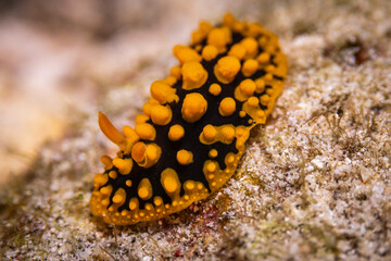 Yellow nudibranch @ Pulau Weh, Indonesia