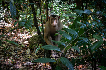 Pig tailed macaque monkey @ Bukit Lawang, Indonesia