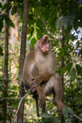 Pig tailed macaque yawning @ Bukit Lawang, Indonesia
