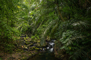 Pria Loat rainforest @ Pulau Weh, Indonesia