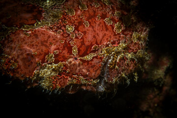 Frog fish @ Pulau Weh, Indonesia