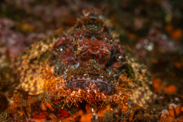 Scorpion fish @ Pulau Weh, Indonesia